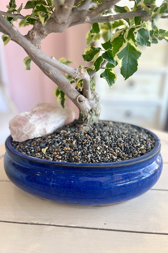 Sunset Canyon Bonsai