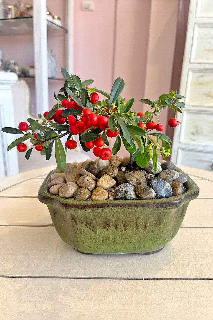 Red Lantern Bonsai