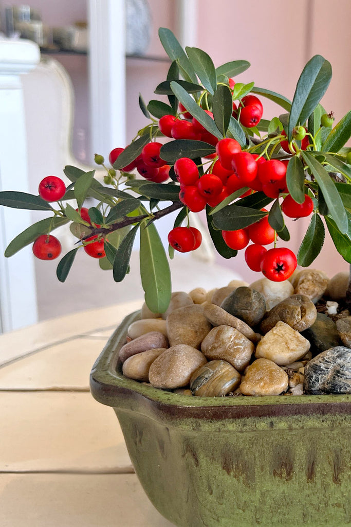 Red Lantern Bonsai