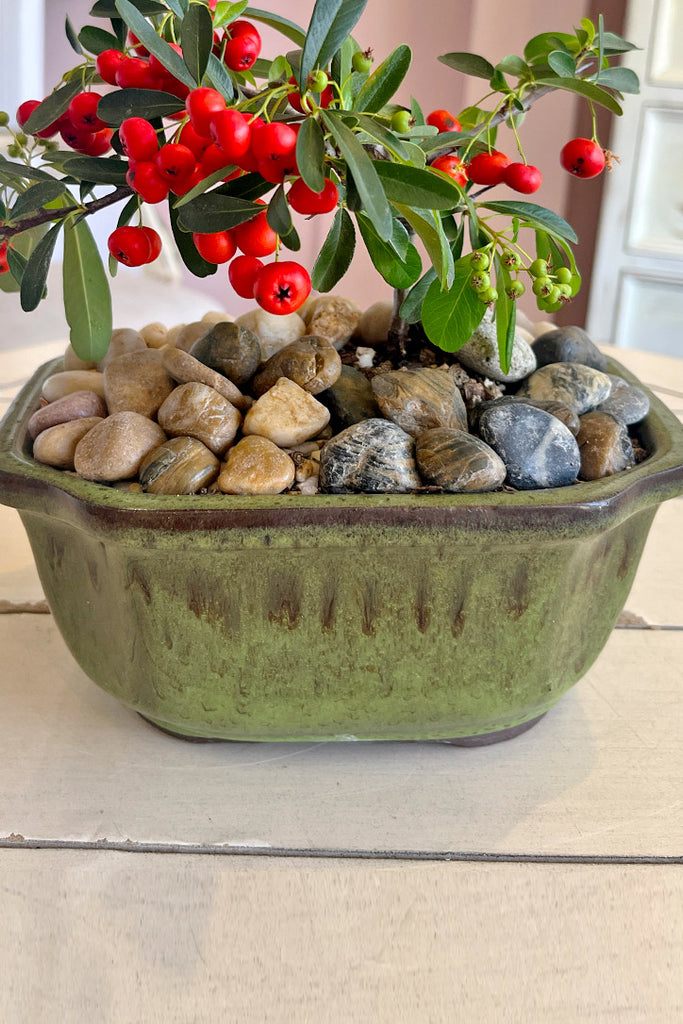 Red Lantern Bonsai