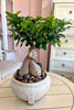 Stone and Sage Bonsai