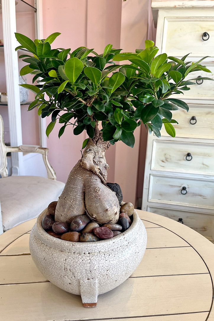 Stone and Sage Bonsai