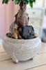 Stone and Sage Bonsai