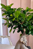 Stone and Sage Bonsai
