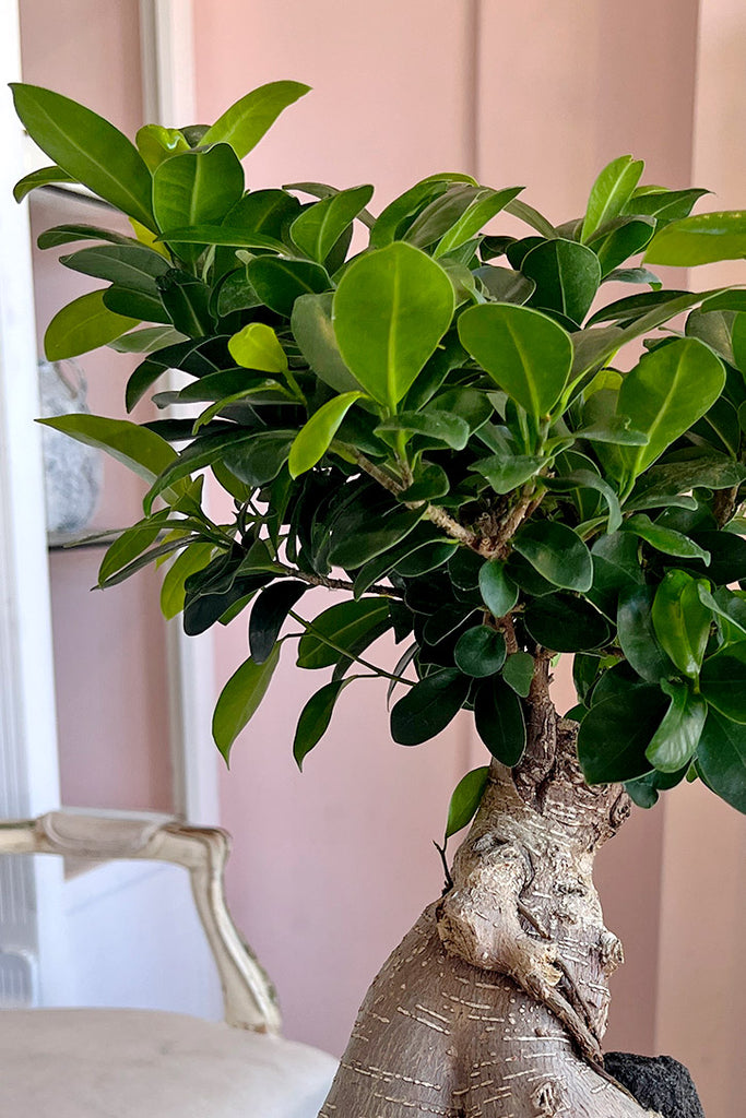 Stone and Sage Bonsai
