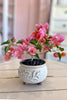 Palisades Pink Bonsai
