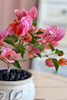Palisades Pink Bonsai