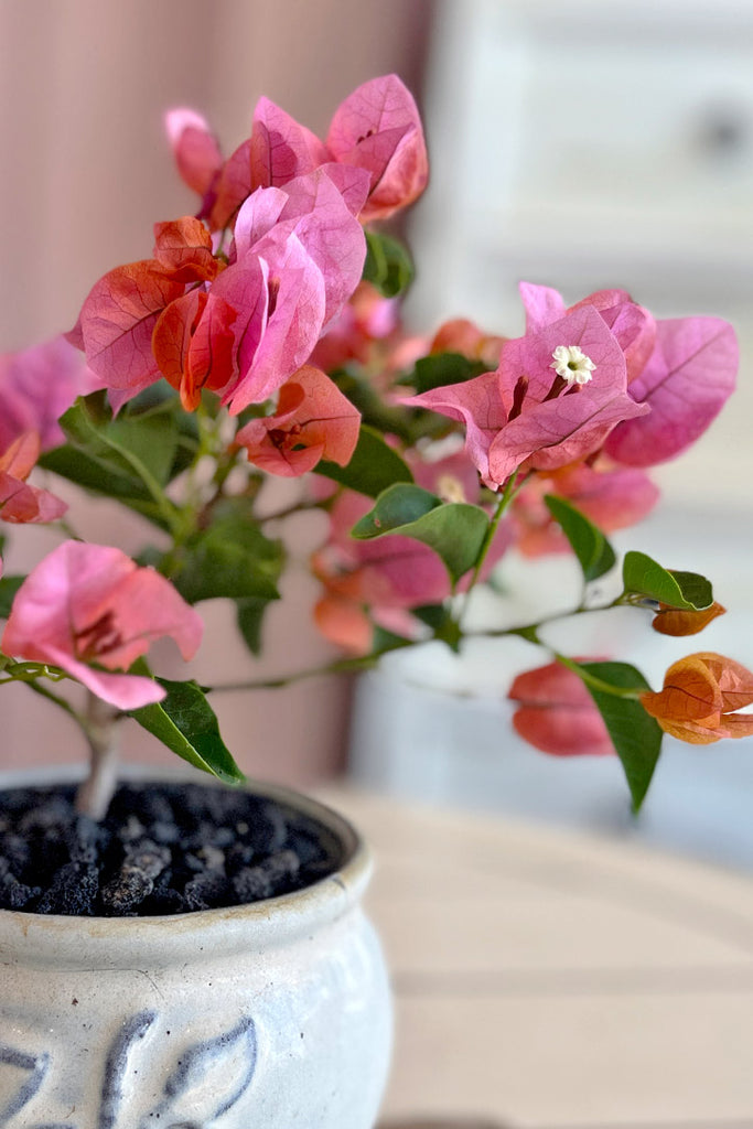 Palisades Pink Bonsai