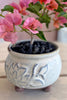 Palisades Pink Bonsai