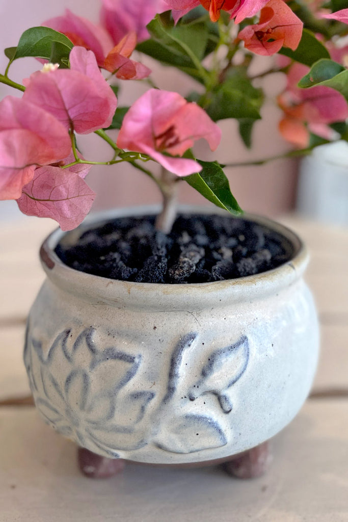 Palisades Pink Bonsai
