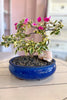 Bougainvillea Belle Bonsai
