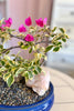 Bougainvillea Belle Bonsai