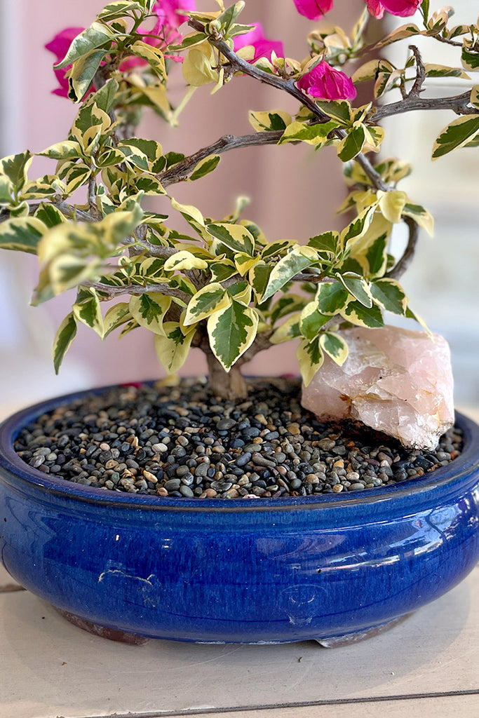 Bougainvillea Belle Bonsai