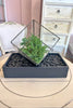 Juniper Prism Bonsai