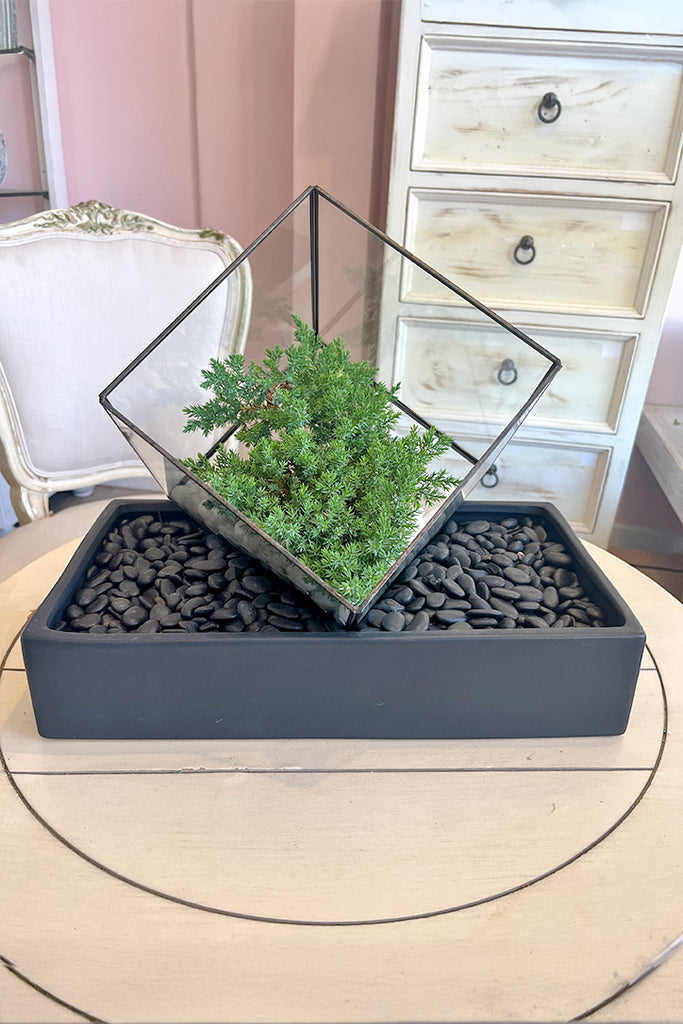 Juniper Prism Bonsai