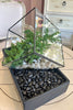 Juniper Prism Bonsai