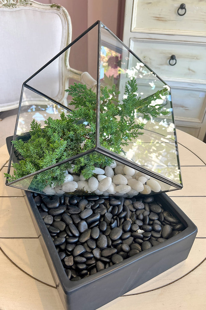 Juniper Prism Bonsai