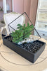 Juniper Prism Bonsai