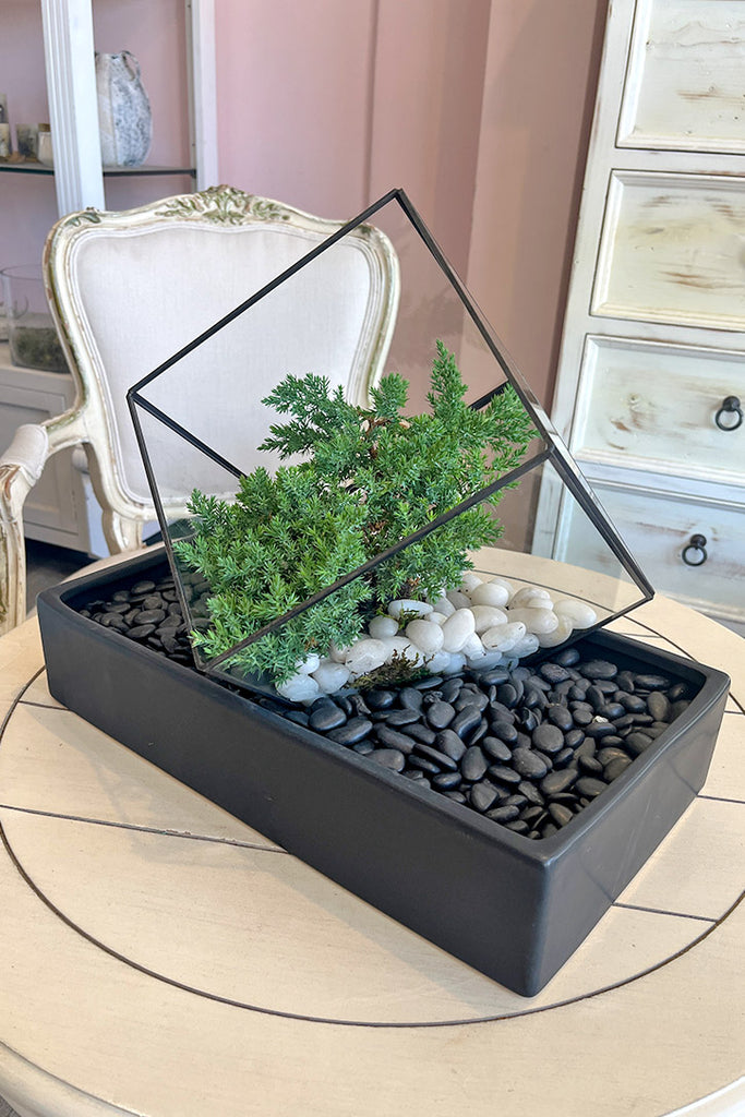Juniper Prism Bonsai