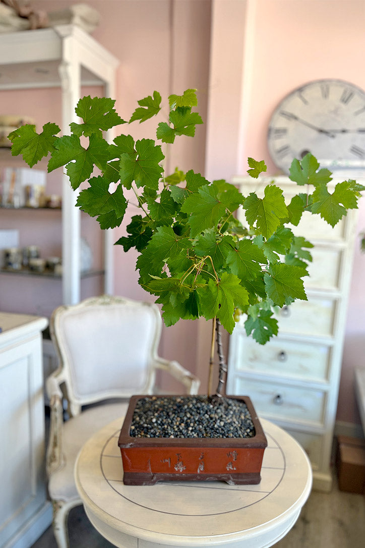 Napa Vine Bonsai