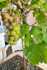 Napa Vine Bonsai