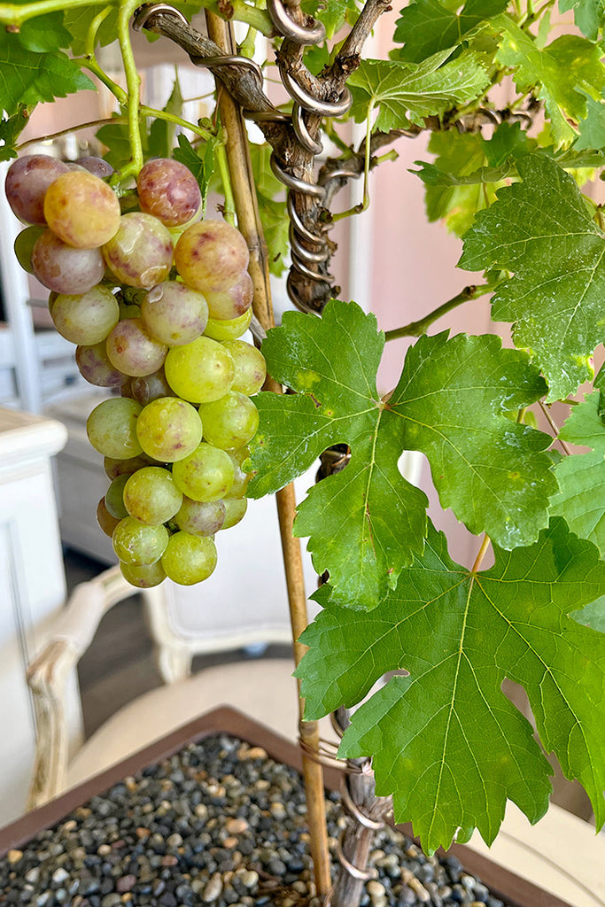 Napa Vine Bonsai