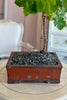 Napa Vine Bonsai