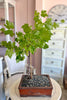 Napa Vine Bonsai