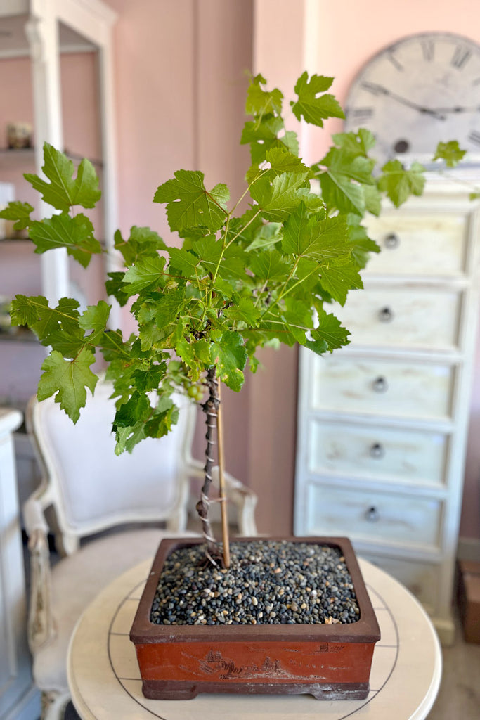 Napa Vine Bonsai
