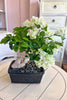 Moonlight Bougainvillea Bonsai