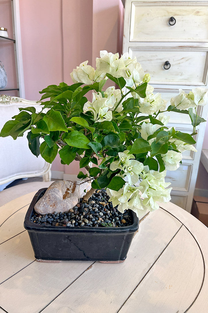 Moonlight Bougainvillea Bonsai