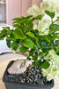 Moonlight Bougainvillea Bonsai