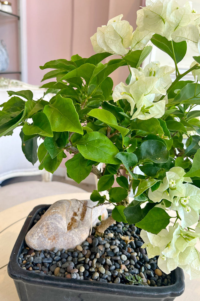 Moonlight Bougainvillea Bonsai