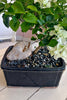 Moonlight Bougainvillea Bonsai