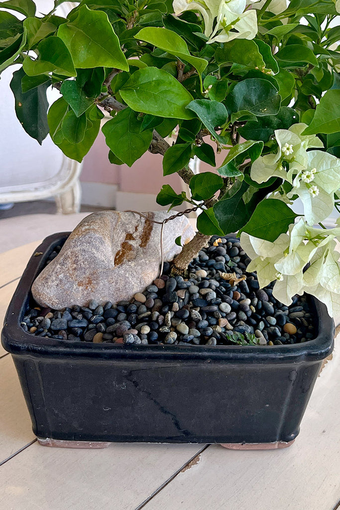 Moonlight Bougainvillea Bonsai