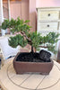 Juniper Grove Bonsai