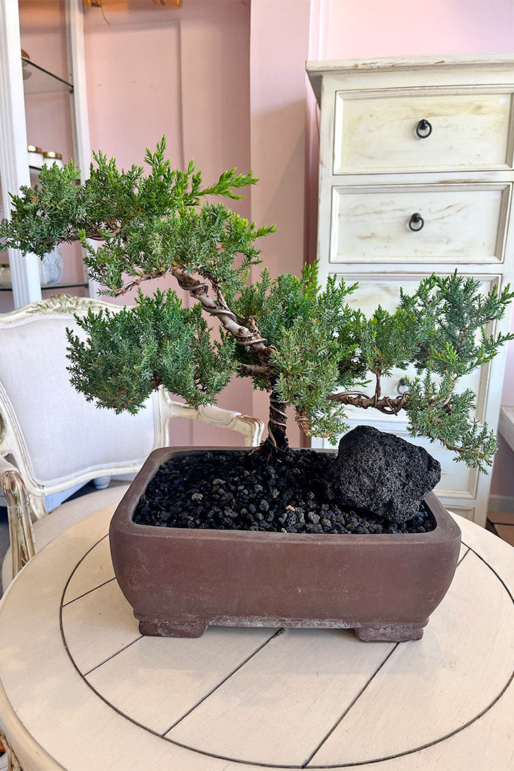 Juniper Grove Bonsai