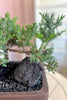 Juniper Grove Bonsai