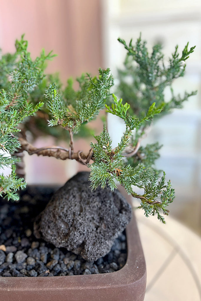 Juniper Grove Bonsai