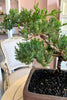 Juniper Grove Bonsai