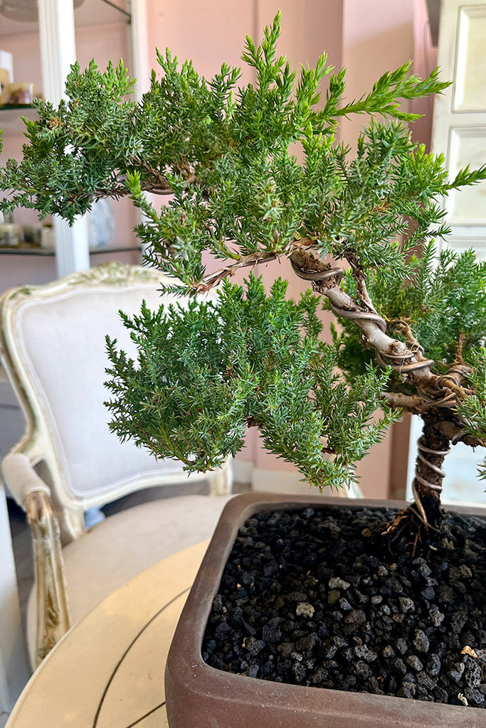 Juniper Grove Bonsai