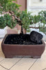 Juniper Grove Bonsai