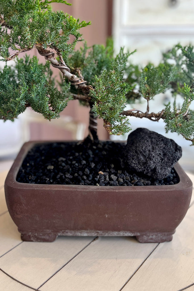 Juniper Grove Bonsai