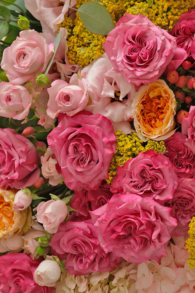 Soleil en Rose