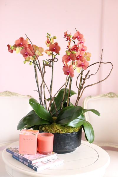 Malibu Orchids