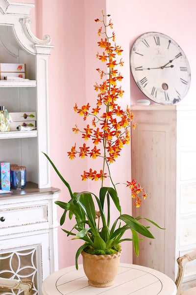 Orange Woodside Orchids
