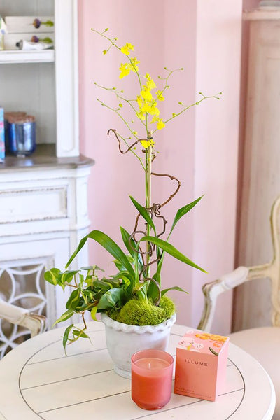 Sunny Malibu Orchids