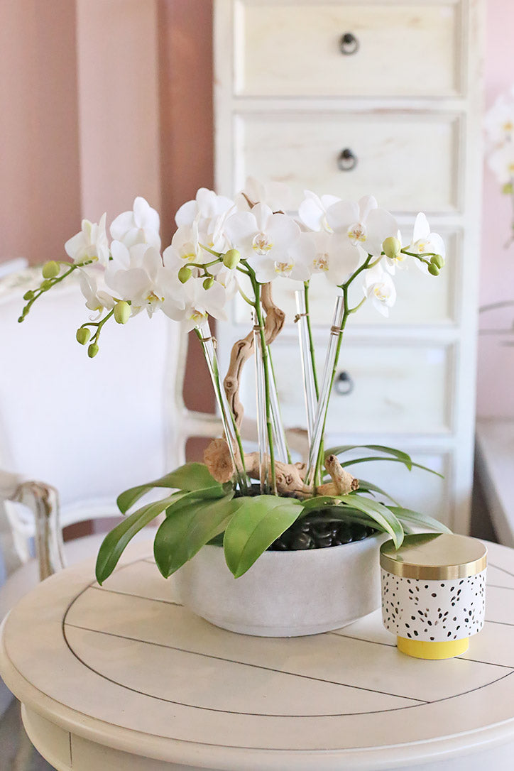 white orchid indoor plant Angelic Orchids – Orchid Republic Floral Boutique