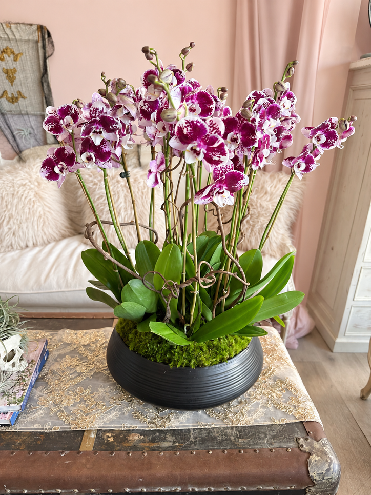 Berry Couture Orchids