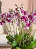 Berry Couture Orchids
